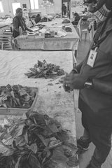 Pressed Spring Stole